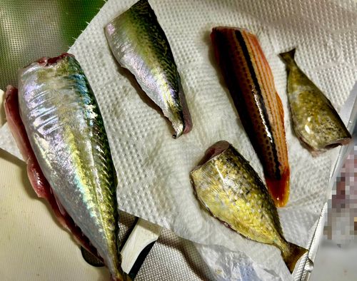 シーサイドコスモ釣り解放区