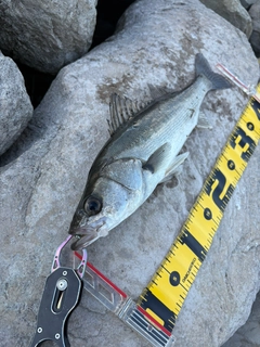 セイゴ（マルスズキ）の釣果