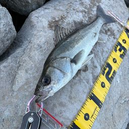 セイゴ（マルスズキ）