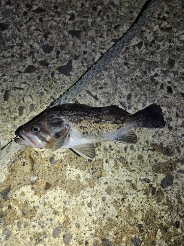 クロソイの釣果