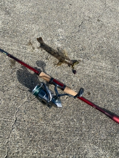 アイナメの釣果