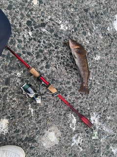 アイナメの釣果