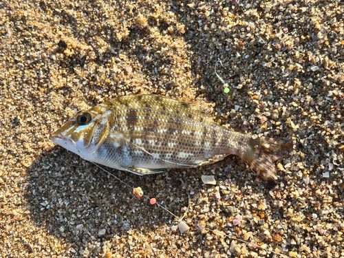 ハマフエフキの釣果