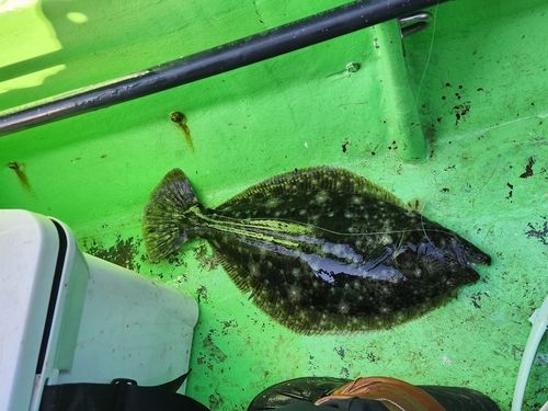ヒラメの釣果