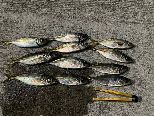 アジの釣果
