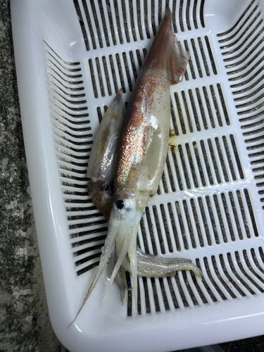 イカの釣果