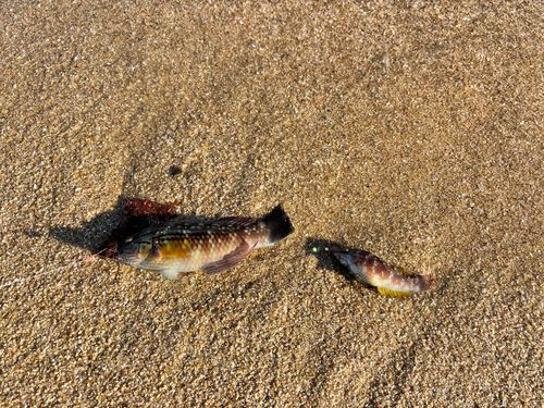 ホシササノハベラの釣果