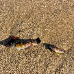 ホシササノハベラ