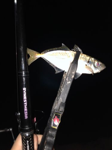 東京湾（アクアライン〜富津）