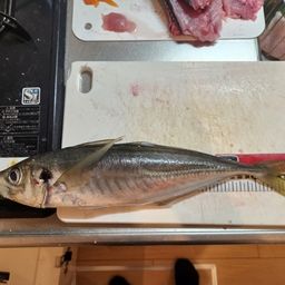 マアジ