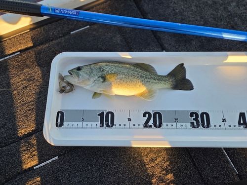 長浜港（琵琶湖）