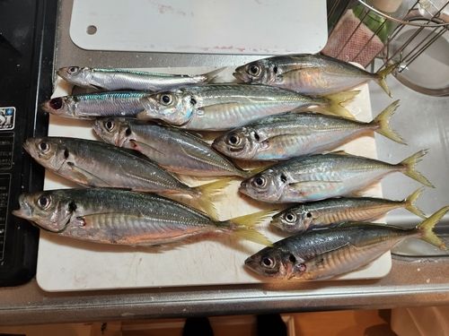 マアジの釣果