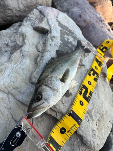 セイゴ（マルスズキ）の釣果