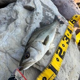 セイゴ（マルスズキ）