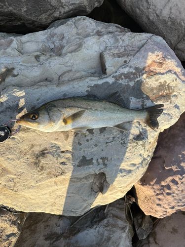 セイゴ（マルスズキ）の釣果