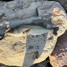 セイゴ（マルスズキ）