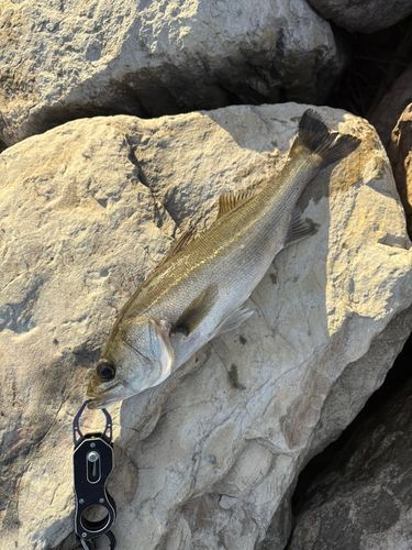 セイゴ（マルスズキ）の釣果