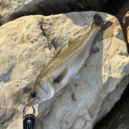 セイゴ（マルスズキ）