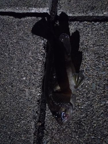 クロソイの釣果