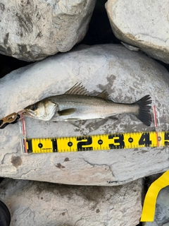 セイゴ（マルスズキ）の釣果