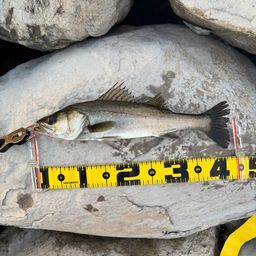 セイゴ（マルスズキ）