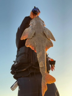 カスザメの釣果