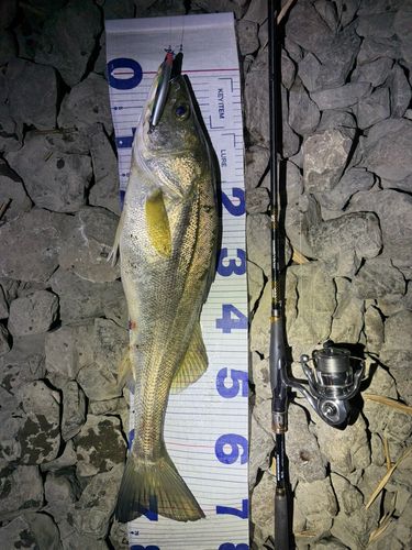 シーバスの釣果