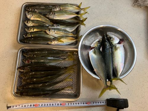 アジの釣果