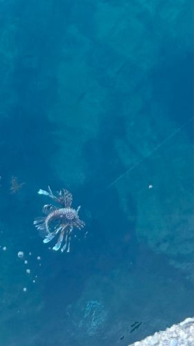 ミノカサゴの釣果