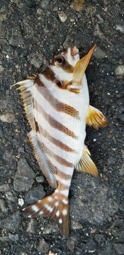 タカノハダイの釣果