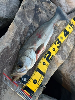 セイゴ（マルスズキ）の釣果