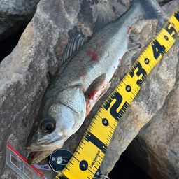 セイゴ（マルスズキ）