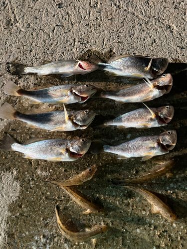 イシモチの釣果