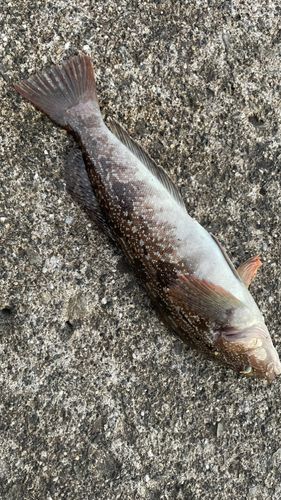 アイナメの釣果