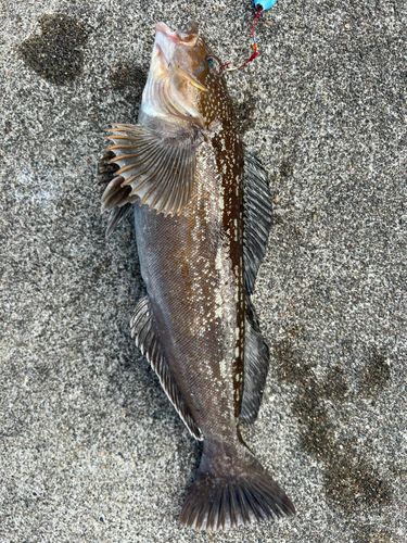 アイナメの釣果