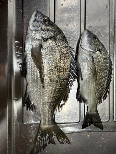 クロダイの釣果