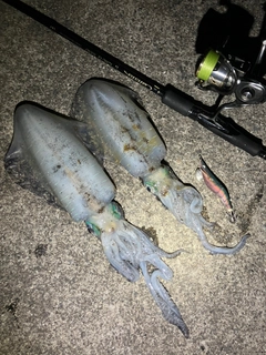 アオリイカの釣果