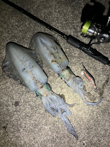 アオリイカの釣果