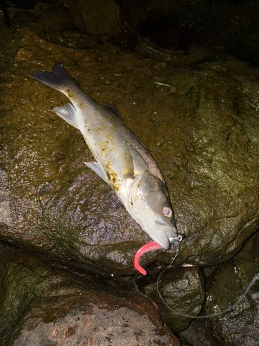 セイゴ（マルスズキ）の釣果