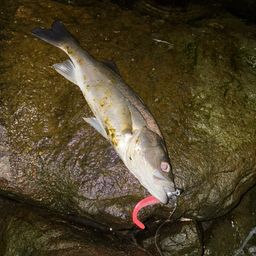 セイゴ（マルスズキ）