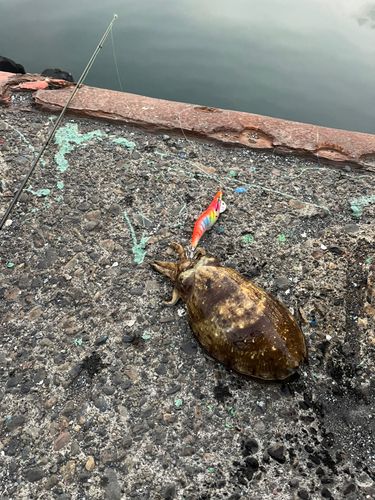 コウイカの釣果
