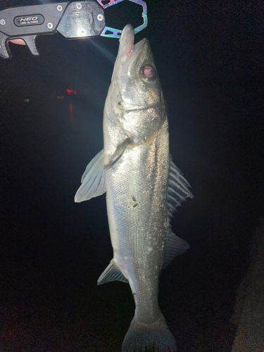 セイゴ（マルスズキ）の釣果