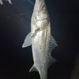 セイゴ（マルスズキ）