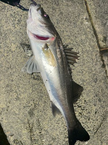 セイゴ（マルスズキ）の釣果