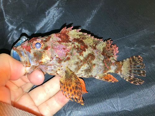 ヨロイメバルの釣果