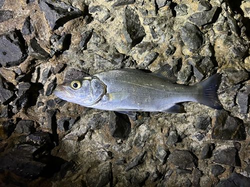 セイゴ（マルスズキ）の釣果