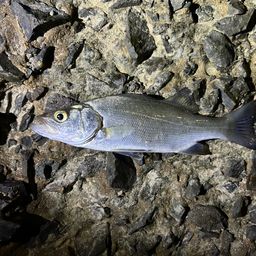 セイゴ（マルスズキ）