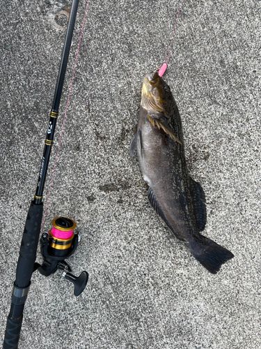 アイナメの釣果