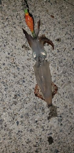 イカの釣果