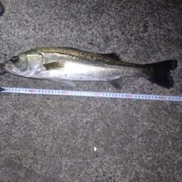 セイゴ（マルスズキ）